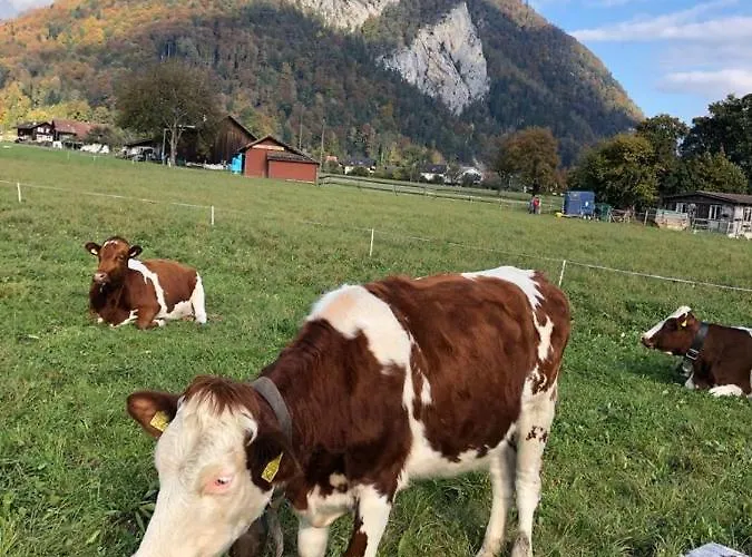 لالا أبارتمنت